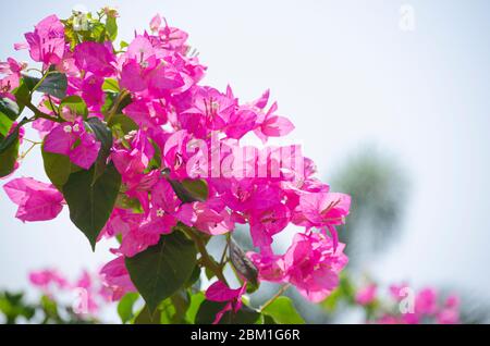 I fiori rosa bouganvillee crescono in estate durante il giorno nel giardino della casa. Foto Stock