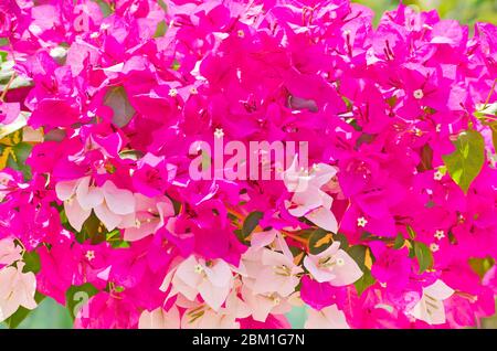Full frame shot di rosa e bianco gruppo di fiori di bougainvillea cresce l'estate durante il giorno. Foto Stock