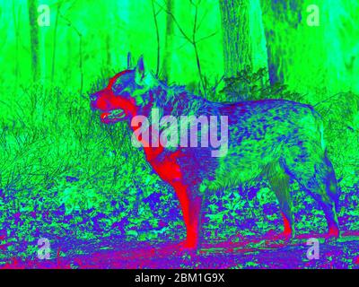 Termovisione a infrarossi che mostra la radiazione termica del cane. La foresta sullo sfondo, mancanza di isolamento termico. Foto a infrarossi o termografia Foto Stock