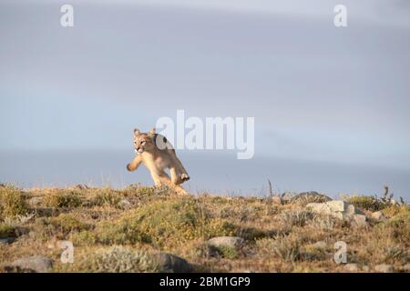 Singola Puma che corre su un lato collinare, con una silhouette contro il cielo blu. Conosciuto anche come Cougar o Mountain Lion Foto Stock