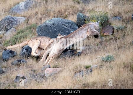 Coppia di cuccioli di Puma giovani che corrono su un lato della collina. Conosciuto anche come Cougar o Mountain Lion Foto Stock