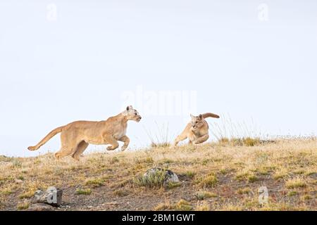 Coppia di cuccioli Puma giovani che corrono su un lato della collina, con una silhouette contro il cielo blu. Conosciuto anche come Cougar o Mountain Lion Foto Stock