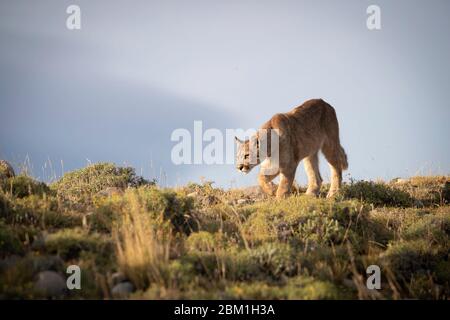 Singola Puma che corre su un lato collinare, con una silhouette contro il cielo blu. Conosciuto anche come Cougar o Mountain Lion Foto Stock