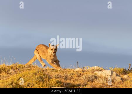 Singola Puma che corre su un lato collinare, con una silhouette contro il cielo blu. Conosciuto anche come Cougar o Mountain Lion Foto Stock