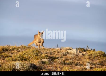 Singola Puma che corre su un lato collinare, con una silhouette contro il cielo blu. Conosciuto anche come Cougar o Mountain Lion Foto Stock