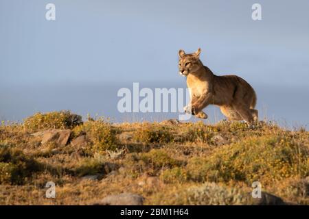 Singola Puma che corre su un lato collinare, con una silhouette contro il cielo blu. Conosciuto anche come Cougar o Mountain Lion Foto Stock