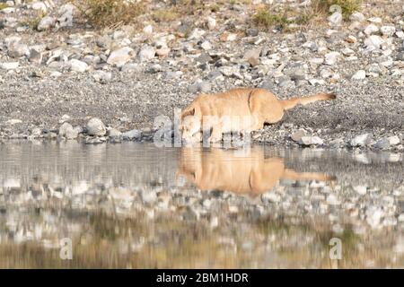 Single adulto femmina puma in luce del sole bere da un lago con il suo riflesso in acqua. Conosciuto anche come un cougar o un leone di montagna. Foto Stock