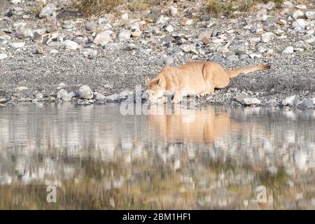 Single adulto femmina puma in luce del sole bere da un lago con il suo riflesso in acqua. Conosciuto anche come un cougar o un leone di montagna. Foto Stock