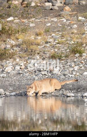 Single adulto femmina puma in luce del sole bere da un lago con il suo riflesso in acqua. Conosciuto anche come un cougar o un leone di montagna. Foto Stock