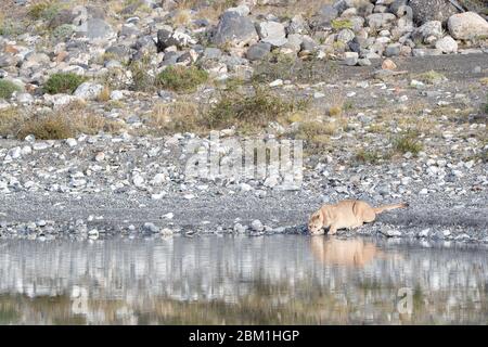 Single adulto femmina puma in luce del sole bere da un lago con il suo riflesso in acqua. Conosciuto anche come un cougar o un leone di montagna. Foto Stock