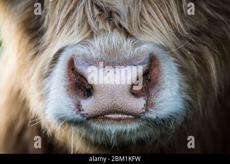Primo piano di un naso di mucca delle Highland Foto Stock