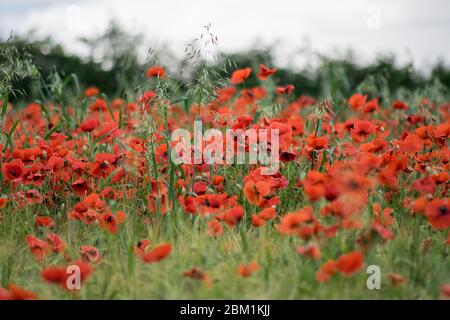 Wild papaveri rossi in un campo Foto Stock