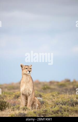 Una donna adulto singola puma siede sull'erba in attesa di iniziare a caccia. Conosciuto anche come un cougar o un leone di montagna. Foto Stock