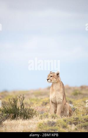 Una donna adulto singola puma siede sull'erba in attesa di iniziare a caccia. Conosciuto anche come un cougar o un leone di montagna. Foto Stock