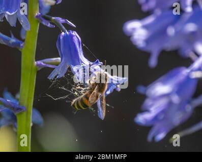 Wimbledon, Londra, Regno Unito. 6 maggio 2020. L'ape del miele raccoglie nettare ed estricates se stesso da un fotoricettore su un Bluebell in un giardino di Londra in tempo caldo soleggiato. Credit: Malcolm Park/Alamy Live News. Foto Stock