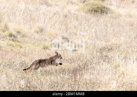 Cucciolo di puma giovane singolo da solo che attraversa l'erba su una collina. Chiamato anche cougar o leone di montagna. Foto Stock