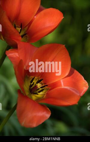 Tulipa ‘Imperatore arancione’ Foto Stock