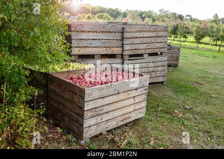 Mele svedesi fresche in grandi scatole di alberi in un frutteto. Foto Stock