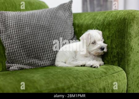 Piccolo cucciolo bianco in miniatura schnauzer che si posa sul divano verde. Il cane sta guardando a destra della macchina fotografica. Foto Stock