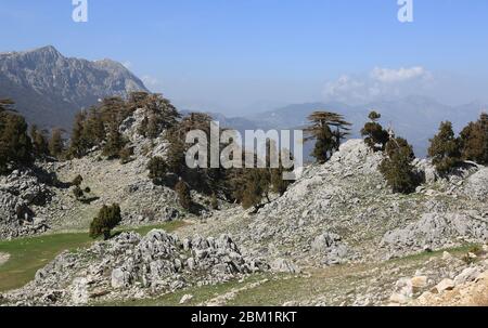 valle rocciosa con cedro su pietre. Likya Yolu percorso turistico in Turchia Foto Stock