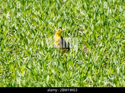 Yellowhammer maschio (Emberiza citrinella) in un campo d'orzo in una giornata di sole in maggio, Lothian occidentale, Scozia. Foto Stock