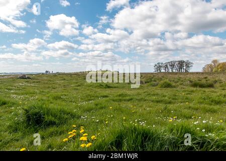 Kalo, Danimarca - 02 maggio 2020: Il Castello di Kalo (slot Kalø) è un castello storico in rovina situato nello Jutland orientale, Djursland, Danimarca. È stato costruito nel Foto Stock