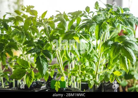 I giovani pianta di pomodoro in pentole sono vicino alla finestra. I giovani pianta sono pronti per piantare nel terreno. Concetto di opere agricole sulla coltivazione del culto Foto Stock