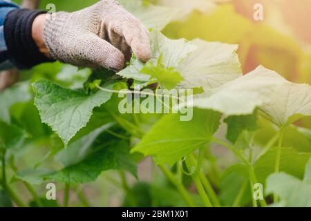 L'anziano contadino controlla il cerotto di cetriolo, raccoglie frutta, fiori e ovaie. Concetto di fattoria ecologica Foto Stock