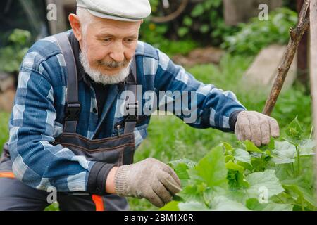 Contadino maschio senior che raccoglie cetrioli freschi dal suo hothouse Foto Stock