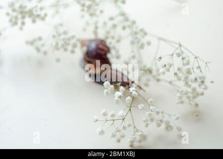 Achatin marrone scuro con una conchiglia a spirale si striscia tra i bellissimi fiori bianchi in una giornata luminosa e limpida. Estrema ravvicinato su muco macroricante e anti-agina Foto Stock