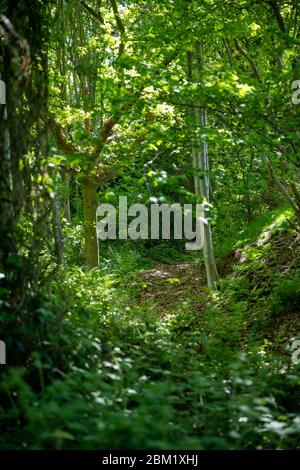 Piccolo sentiero che conduce attraverso un bosco nella campagna inglese in una giornata di sole estati. Foto Stock