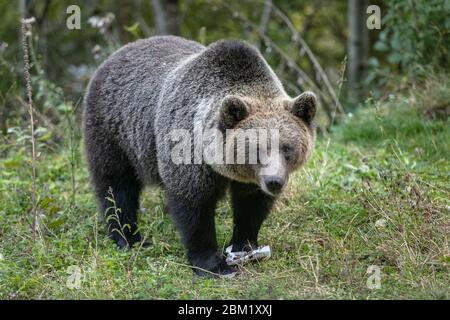 orso marrone che mangia rifiuti di plastica di cibo umano della foresta Foto Stock