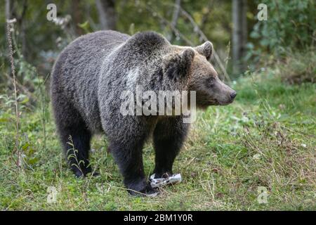 orso marrone che mangia rifiuti di plastica di cibo umano della foresta Foto Stock