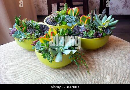 Composizione di piante succulente colorate in tini di calce luminosi su sfondo interno beige Foto Stock