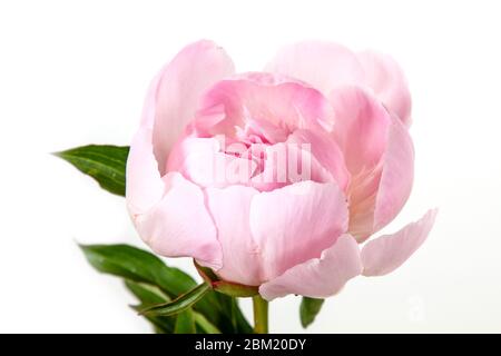 un peonia rosa isolato su sfondo bianco Foto Stock