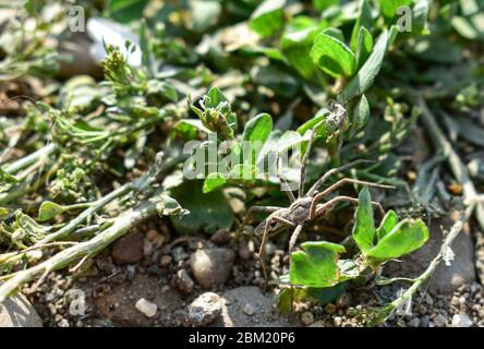 Hogna Radiata, ragno lupo, famiglia Lycosidae primo piano su erba Foto Stock