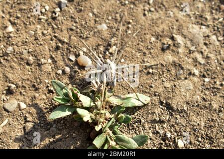 Hogna Radiata, ragno lupo, famiglia Lycosidae primo piano sul terreno Foto Stock