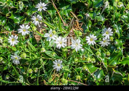 Maggiore Stitchwort Foto Stock