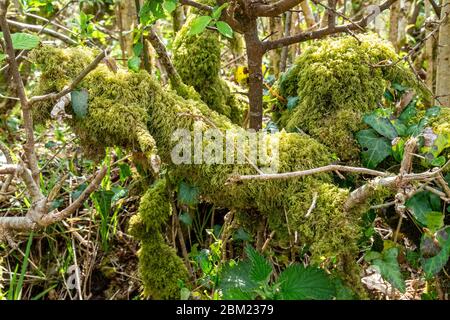 Muschio Foto Stock