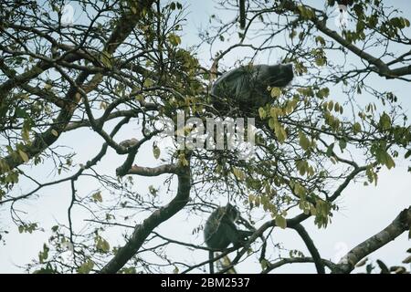 Malesia, 6 maggio 2020 - macaque meridionale con coda di maiale (Macaca nemestrina), conosciuto anche come macaque Sundaland a coda di maiale e macaque Sunda coda di maiale.M. Foto Stock