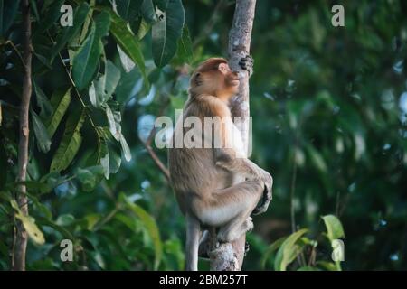 Malesia, 6 maggio 2020 - una scimmia Proboscis altamente minacciata (Nasalis larvatus) seduta in un albero e guardando molto pensiva nelle giungle selvagge del Borneo. Foto Stock