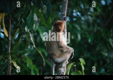 Malesia, 6 maggio 2020 - una scimmia Proboscis altamente minacciata (Nasalis larvatus) seduta in un albero e guardando molto pensiva nelle giungle selvagge del Borneo. Foto Stock