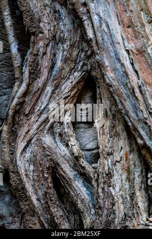 Una statua di Buddha circondata da albero di crescita, Ta Prohm Tempio, Angkor Wat Tempio complesso, Siem Reap, Cambogia. Foto Stock