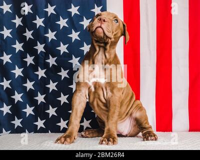 Carino, affascinante cucciolo e bandiera americana. Primo piano Foto Stock