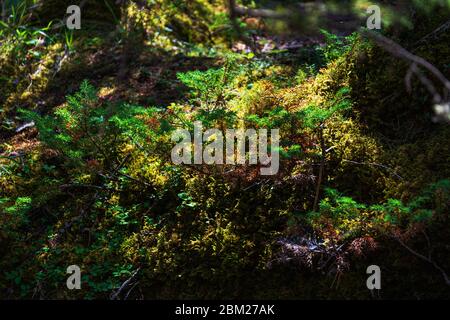 Vista delle cadute dell'Athabaska, Japer National Pak, Alberta, Canada Foto Stock
