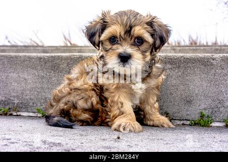 Super carino Yorkshire tan e cucciolo nero Foto Stock