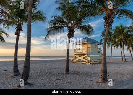 Palme sulla spiaggia di Miami Beach a sunrise