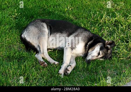 Un cane Siberiano Husky ​​homeless o privato di rifugio ​​rests nell'erba di un giardino pubblico, Sofia, Bulgaria, Europa Foto Stock