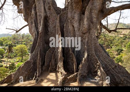 Radici di tronco e contrafforte di 25 metri di altezza kapok (Ceiba pentandra), l'albero più alto di Capo Verde / Cabo Verde vicino Boa Entrada sull'isola di Santiago Foto Stock