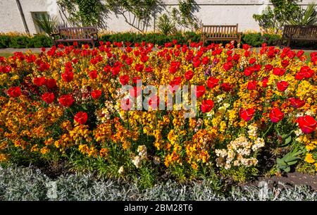 Berwick del Nord, Lothian dell'Est, Scozia, Regno Unito. 6 maggio 2020. Il giorno più caldo e soleggiato dell'anno, la cittadina di mare, normalmente popolare, è quasi deserta. La splendida esposizione di fiori nel giardino commemorativo della guerra con panchine vuote non ha nessuno da ammirare durante il blocco pandemico Coronavirus Covid-19 Foto Stock